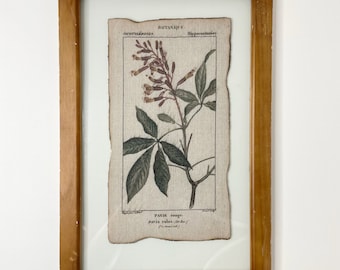 Antique Wall Hanging | Framed Piece of Botanical Print on Dyed Burlap | Home Decor Wall Art from 1800's in UV Protected Glass Panes