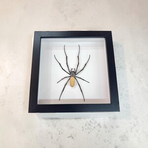 May include: A preserved spider specimen displayed inside a square black shadow box frame. The spider features long, thin black legs, a textured grey cephalothorax, and an elongated, light tan abdomen centred against a plain white background.