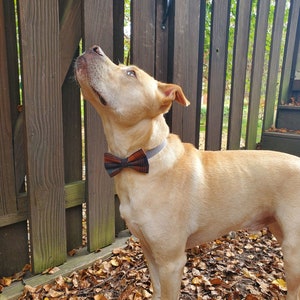 May include: A light brown dog wearing a brown and black bow tie looks up at something off camera. The dog is standing on a bed of brown leaves.