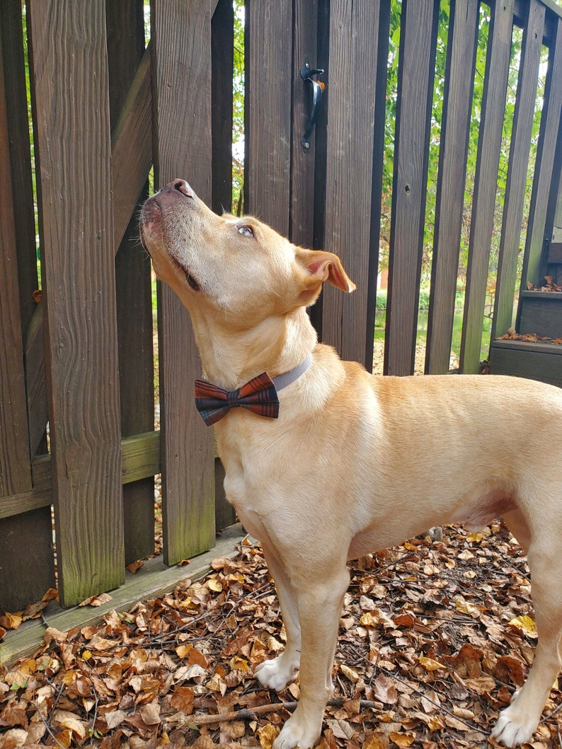 May include: A light brown dog wearing a brown and black bow tie looks up at something off camera. The dog is standing on a bed of brown leaves.