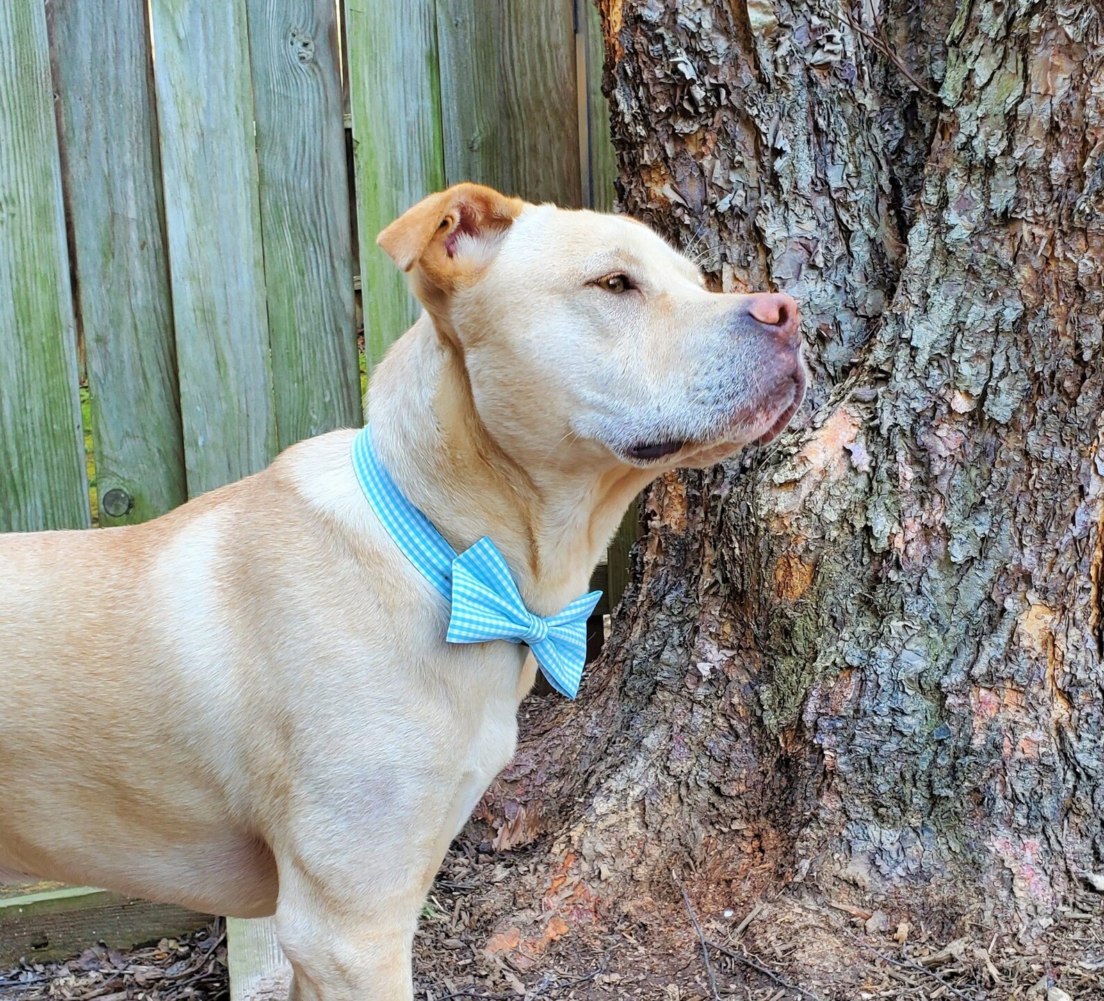 Blue Gingham Dog Bow Tie Light Blue Dog Collar Bow Tie Blue Etsy UK