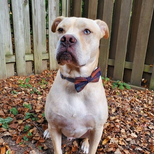A tan pitbull-mix breed dog sitting in front of a wooden fence. The dog is wearing a blue and orange plaid bow tie on his collar.