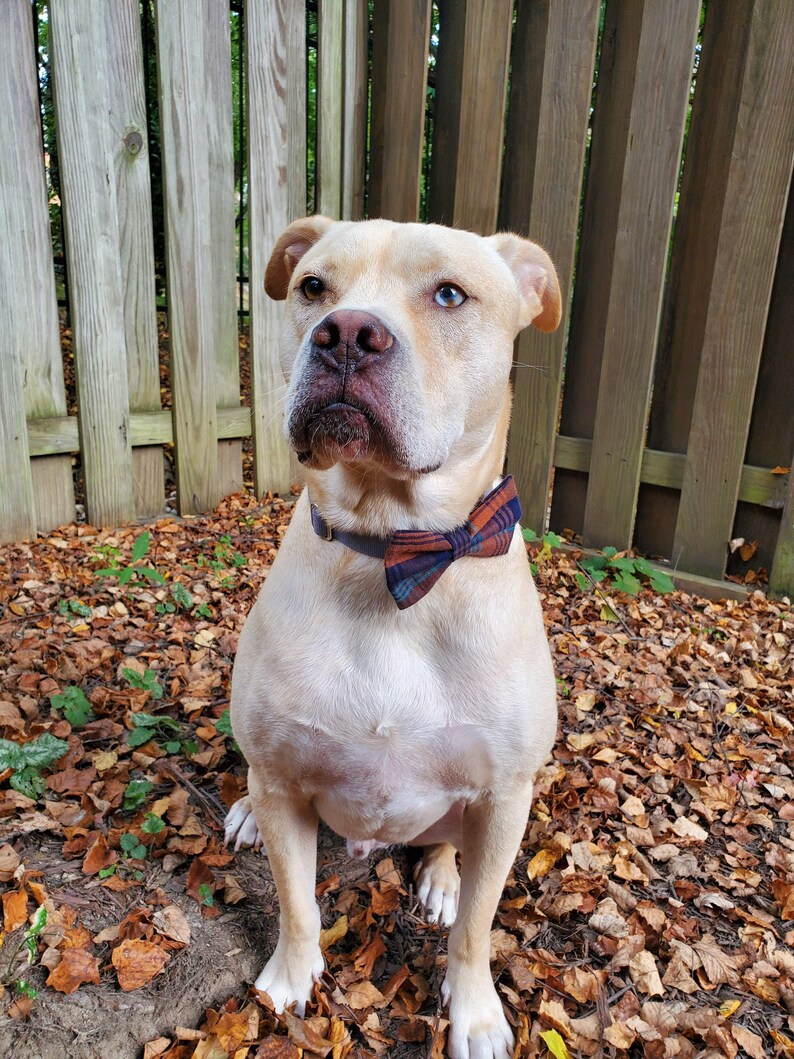 A tan pitbull-mix breed dog sitting in front of a wooden fence. The dog is wearing a blue and orange plaid bow tie on his collar.