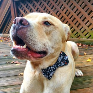 May include: A light brown dog wearing a black and white bow tie with a spiderweb pattern and orange accents. The dog is looking up and has its mouth open, showing its teeth.