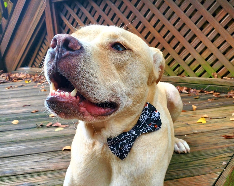 May include: A light brown dog wearing a black and white bow tie with a spiderweb pattern and orange accents. The dog is looking up and has its mouth open, showing its teeth.