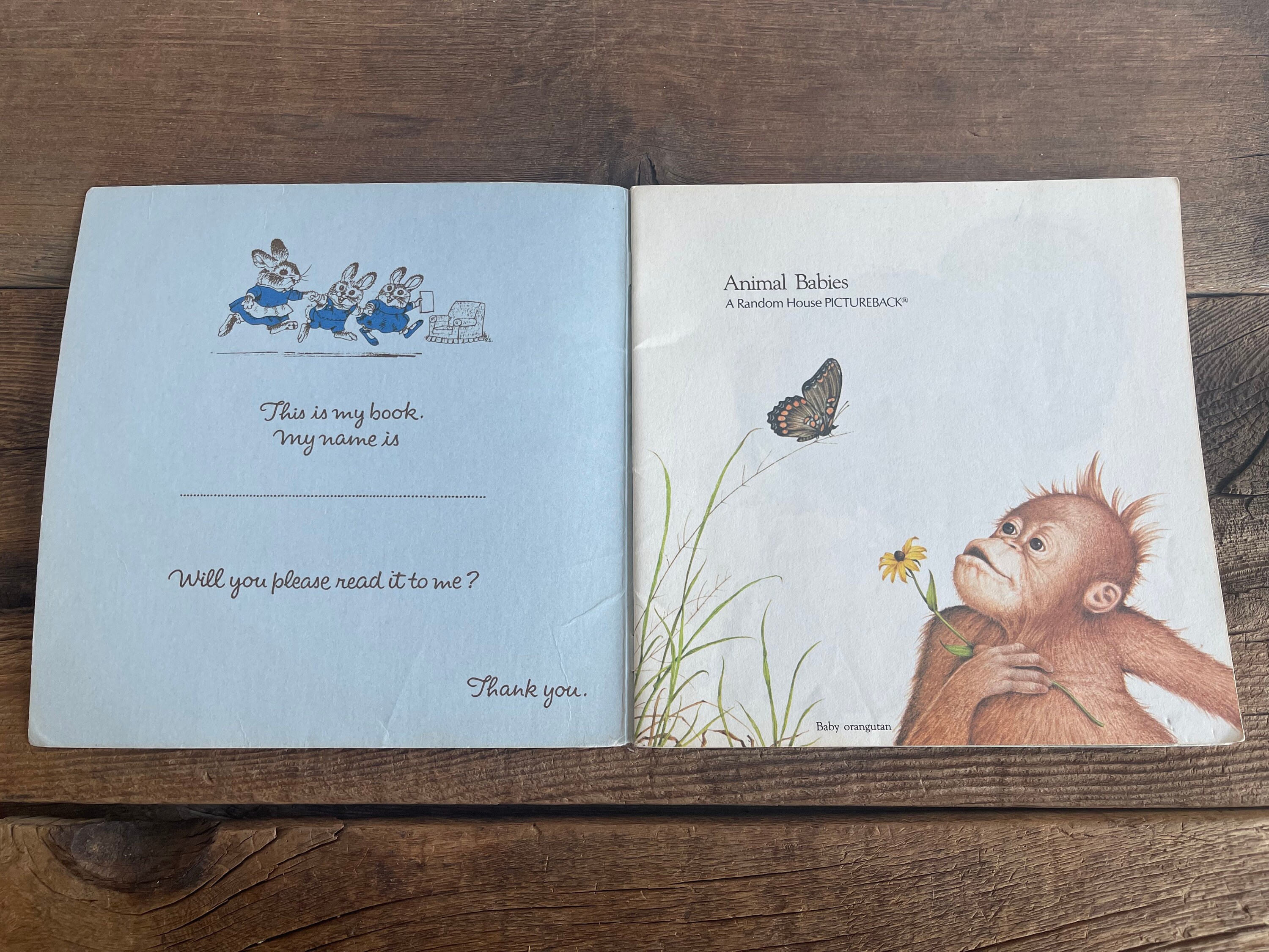 Animal Babies Book // Harry Mcnaught // Please Read to Me // Best Book