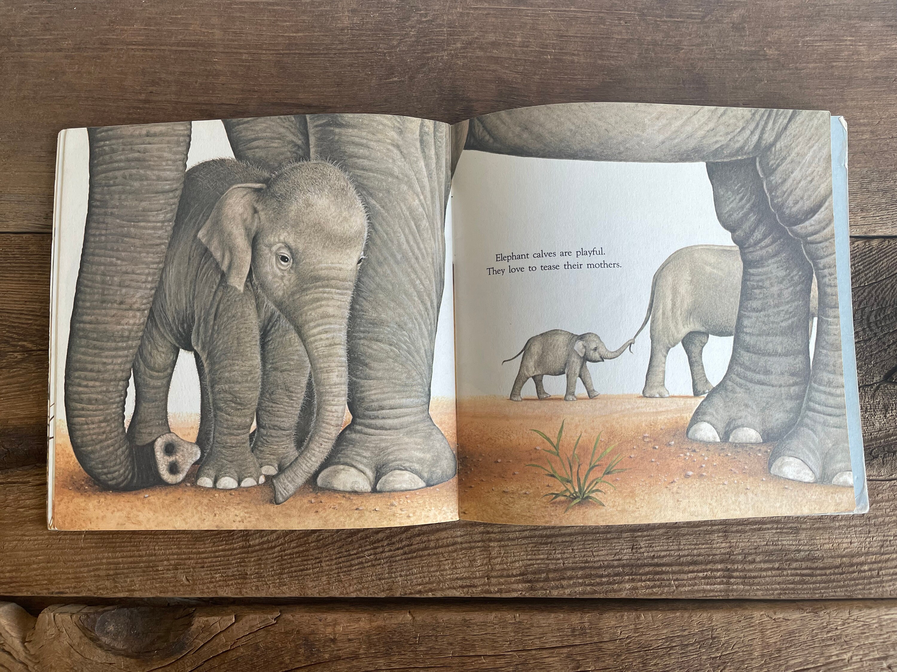 Animal Babies Book // Harry Mcnaught // Please Read to Me // Etsy