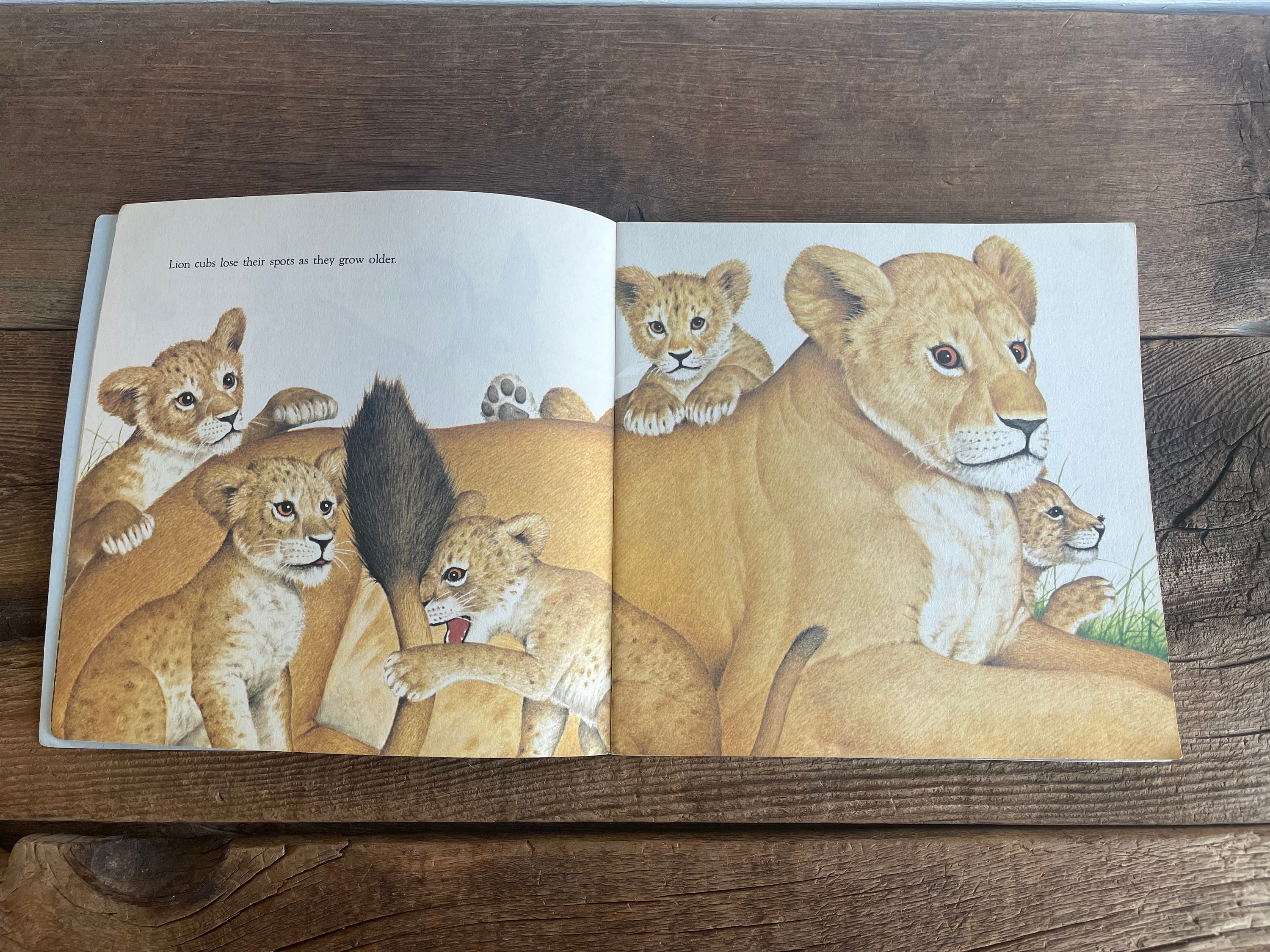 Animal Babies Book // Harry Mcnaught // Please Read to Me // Etsy