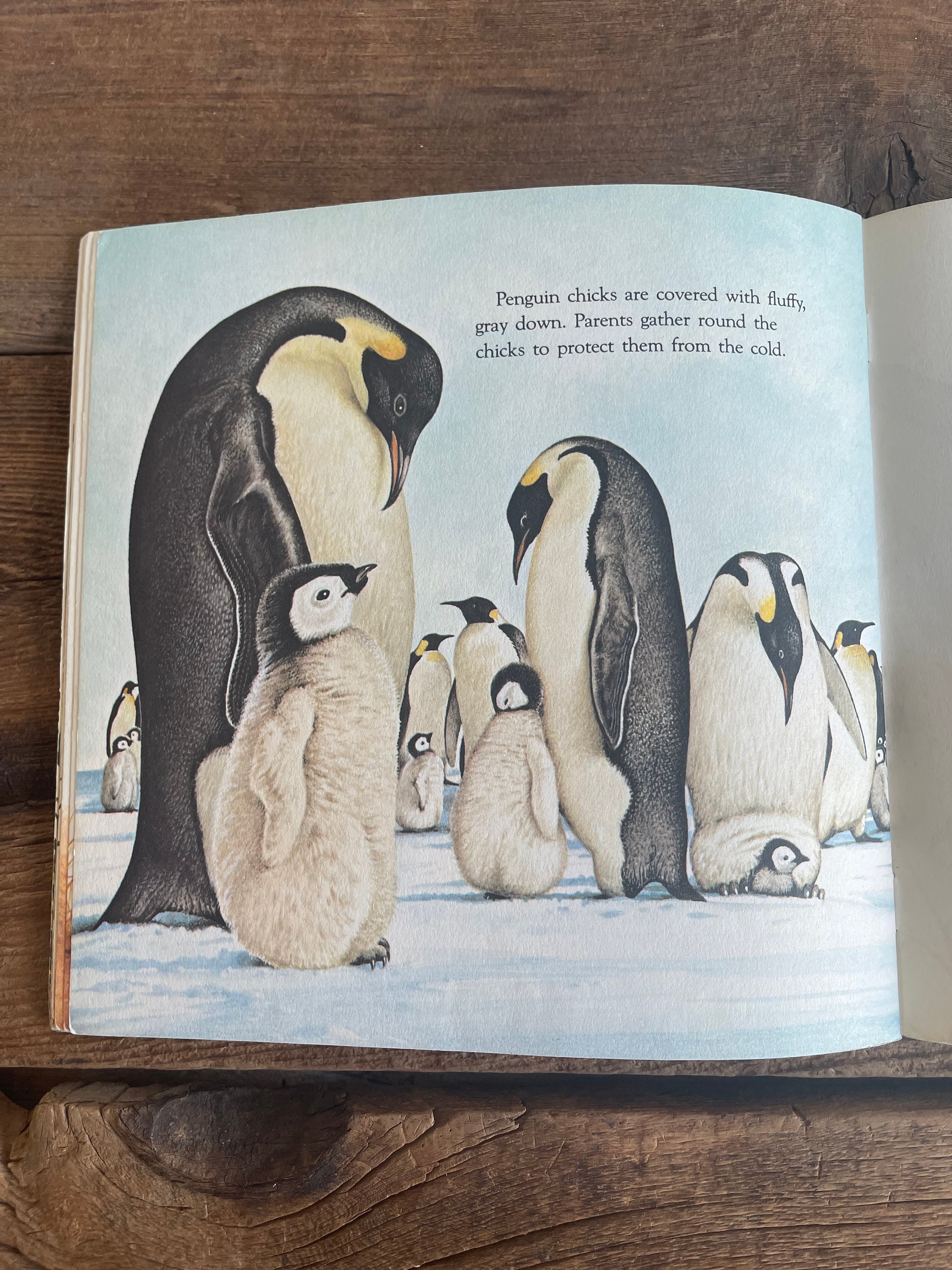 Animal Babies Book // Harry Mcnaught // Please Read to Me // Etsy