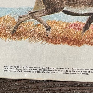 Wild Animals Book: Arthur Singer, 1973 - Etsy