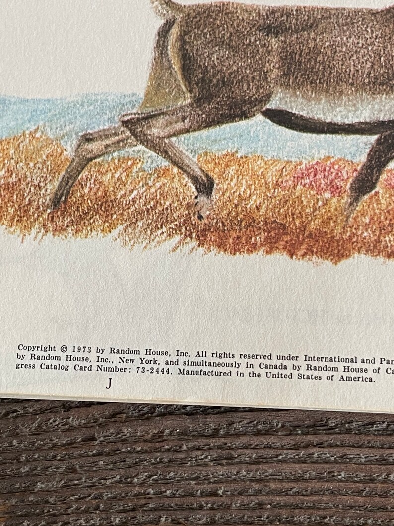 Wild Animals Book: Arthur Singer, 1973 - Etsy