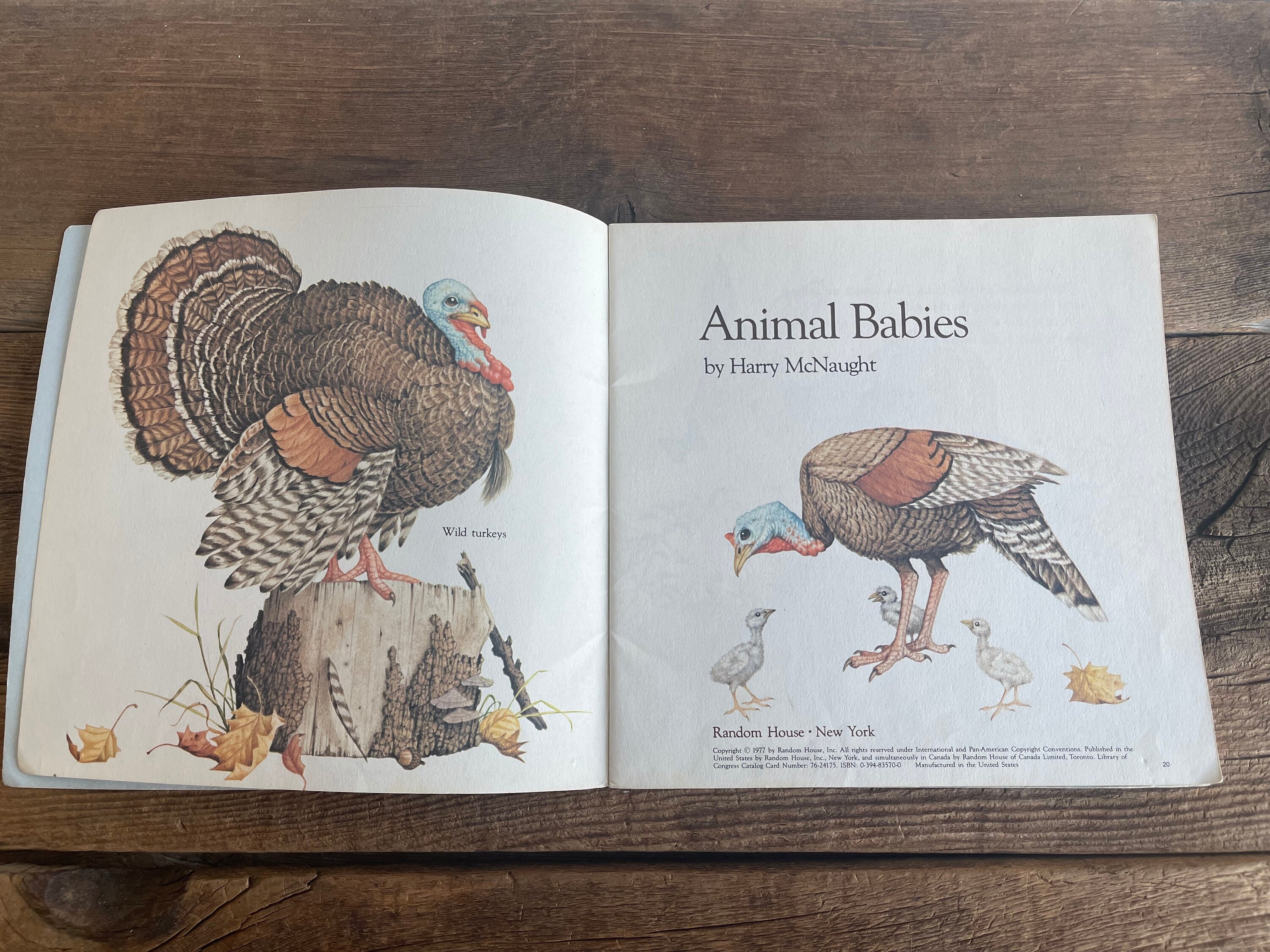 Animal Babies Book // Harry Mcnaught // Please Read to Me // Etsy
