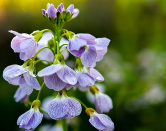 Gocce di pioggia sui fiori