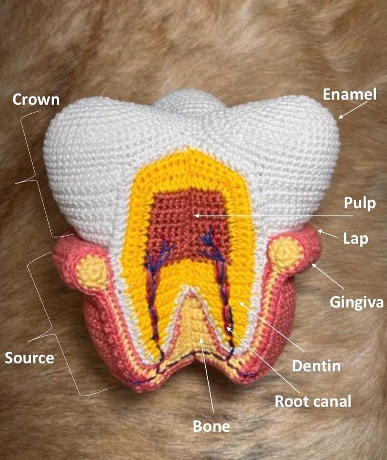 Molar Tooth, Anatomy (pattern, PDF File, English) - Etsy UK