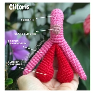 Vulva and clitoris dockable (PDF file, English) image 5