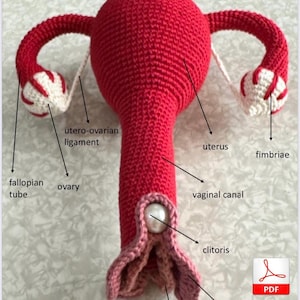 Voortplantingssysteem voor vrouwen (pdf-bestand, Engels)