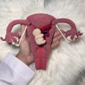 Uterus, its layers and structures (PDF file, English)