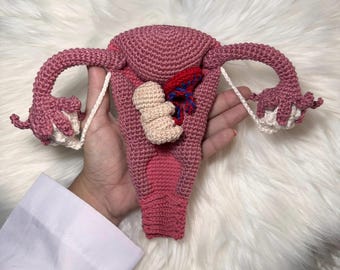 Uterus, its layers and structures (PDF file, English)