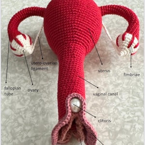 Female Reproductive System (PDF file, English)