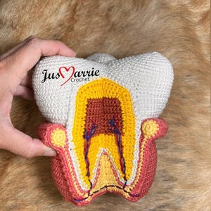 Molar tooth, anatomy (Pattern, PDF file, English)