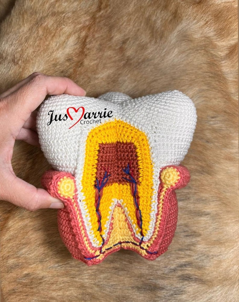 Molar Tooth, Anatomy (pattern, PDF File, English) - Etsy UK