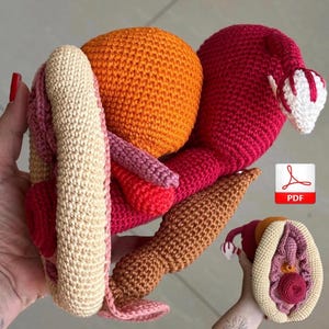 Órgãos Pélvicos (Padrão Inglês, arquivo PDF)