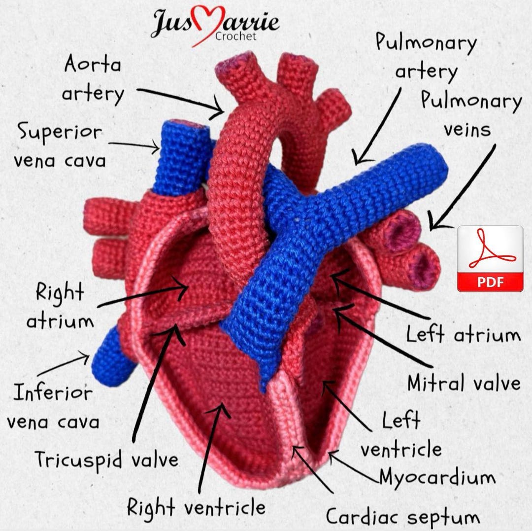 Human Heart (pattern English, PDF File) - Etsy