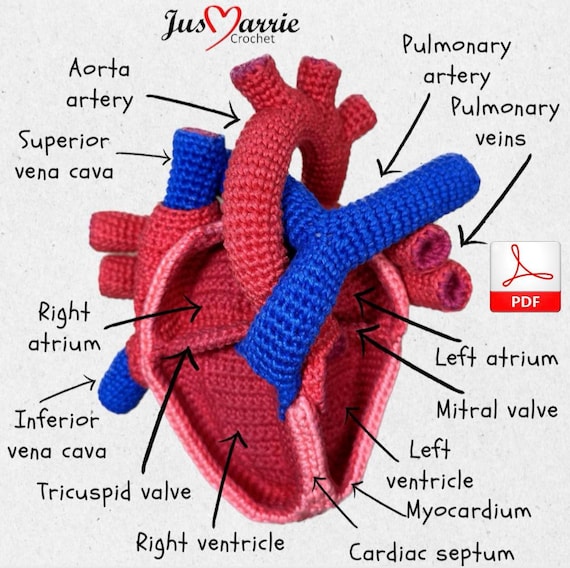 Human Heart (pattern English, PDF File) - Etsy