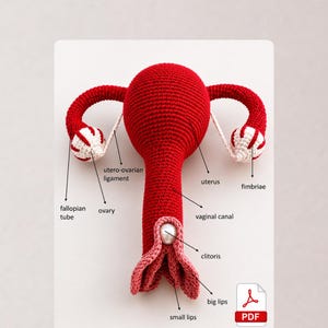 Female Reproductive System (PDF file, English)