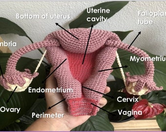 Uterus, its layers and structures