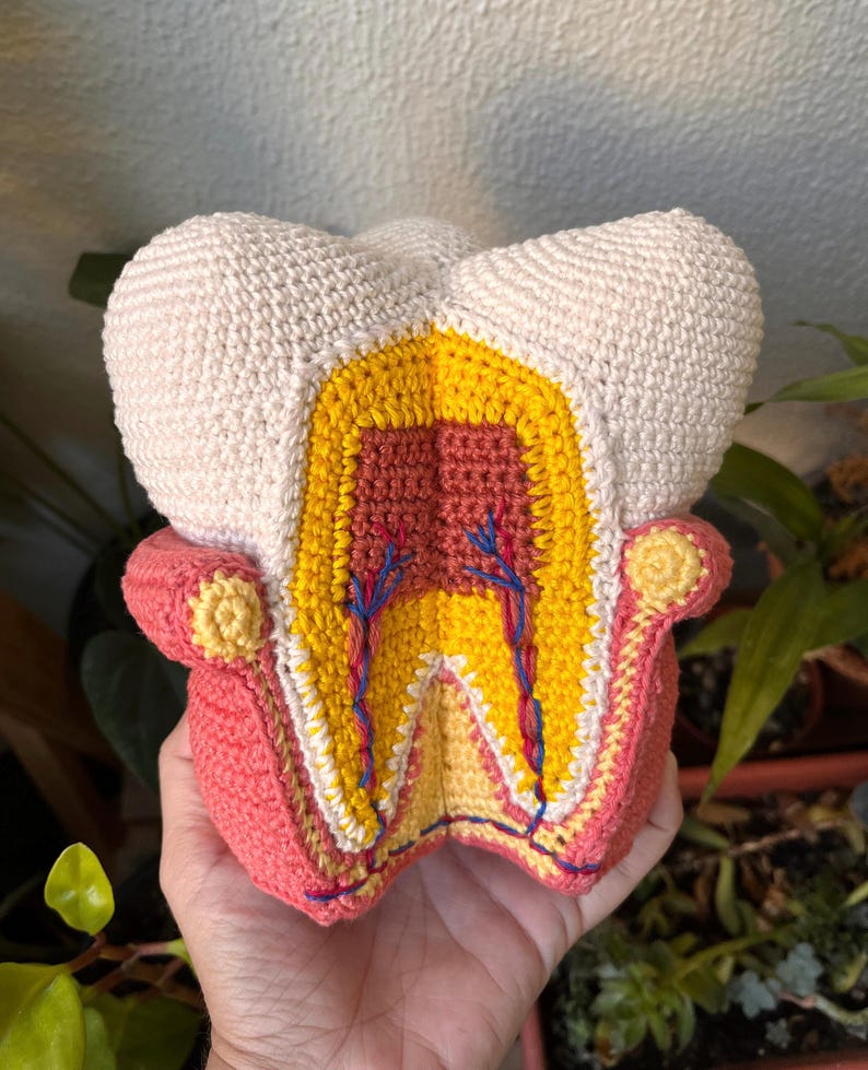 Molar Tooth, Anatomy (pattern, PDF File, English) - Etsy UK