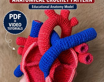 May include: A crochet human heart anatomical model featuring red and blue yarn sections. Text on the image reads: HUMAN HEART, ANATOMICAL CROCHET PATTERN, Educational Anatomy Model, and PDF + VIDEO TUTORIALS. The design displays various heart chambers.