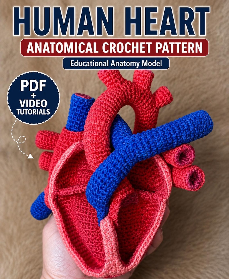 May include: A crochet human heart anatomical model featuring red and blue yarn sections. Text on the image reads: HUMAN HEART, ANATOMICAL CROCHET PATTERN, Educational Anatomy Model, and PDF + VIDEO TUTORIALS. The design displays various heart chambers.