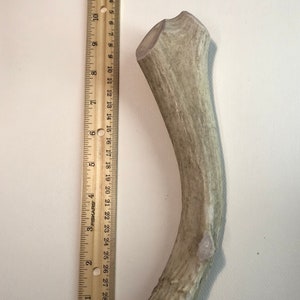 Super Dense Jumbo Mule DEER Antler Dog Chew-LONG LASTING for aggressive chewers
