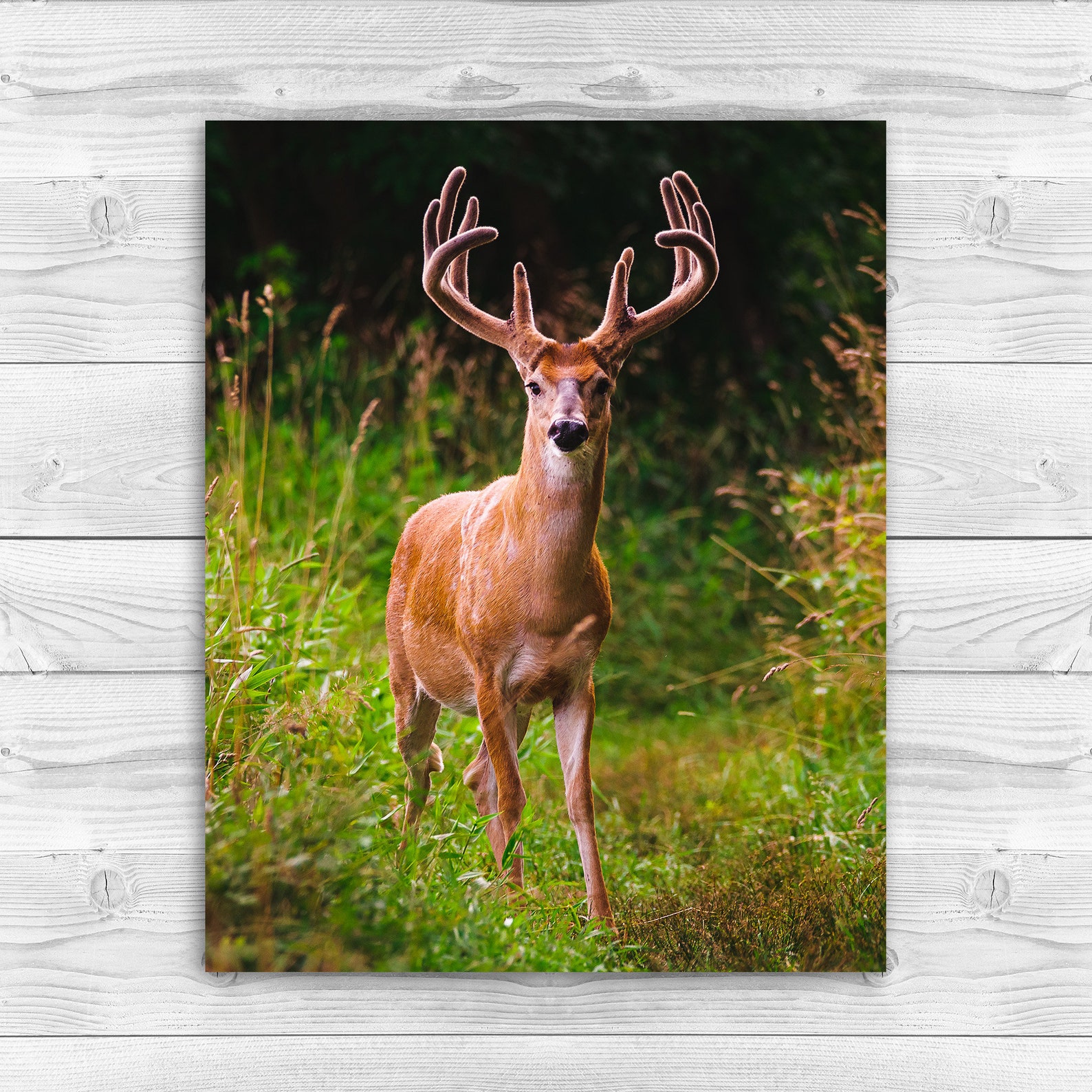 Summer Velvet Whitetail Deer Canvas Wall Art Gift for Etsy