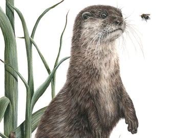 Otter and Bee Art Print by British Wildlife Artist Sophie Nash - Mounted Giclée Cute Animal Wall Art