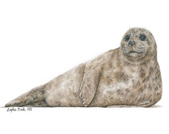 Grey Seal Print by Wildlife Artist Sophie Nash - Mounted Giclee Print of a Grey Seal - Seal Wall Art - Marine/Nautical Print