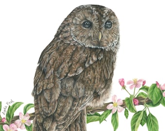 Tawny Owl in Blossom Print by Cornish Wildlife Artist Sophie Nash - Mounted Print, Bird Print, Owl Wall Print, Wildlife Art, Bird of Prey