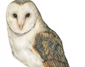 Barn Owl Print by Wildlife Artist Sophie Nash - Mounted Giclée Print of Barn Owl - Owl Wall Art - Bird Print