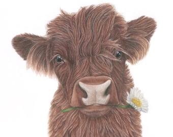 Highland Cow Print by Wildlife Artist Sophie Nash - Mounted Giclée Print of a cute Highland Calf - Cow Wall Art - Nursery Print