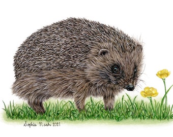 Hedgehog Mounted Giclée Print by Young British Wildlife Artist Sophie Nash - Hedghog Print - Wall Art