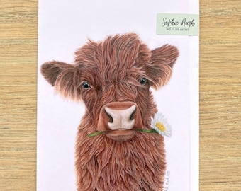 Fluffy Highland Cow Calf Card by Wildlife Artist Sophie Nash - Greeting Card of a cute Highland Calf - Cow Birthday Card