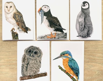 Pack of Five Bird Greeting Cards by Wildlife Artist Sophie Nash - Kingfisher, Tawny Owl, Barn Owl, Puffin and Penguin Cards