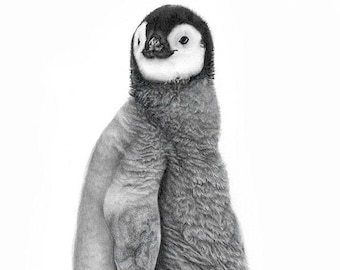 Emperor Penguin Chick - Mounted Giclée Print, Signed and Numbered by Young British Wildlife Artist Sophie Nash