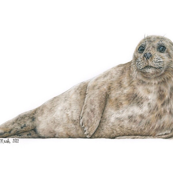 Grey Seal Print by Wildlife Artist Sophie Nash - Mounted Giclee Print of a Grey Seal - Seal Wall Art - Marine/Nautical Print