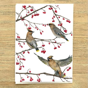 Seidenschwänzchen Gruß/Geburtstag/Weihnachtskarte von der Wildtierkünstlerin Sophie Nash - Wildtier Karte, Britische Wildtier Karte, Britische Vogel Karte, Vogelbeobachter Karte
