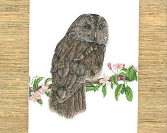 Tawny owl and Blossom Greeting/Birthday Card by British Wildlife Artist Sophie Nash, Owl Card, Nature-lover Card