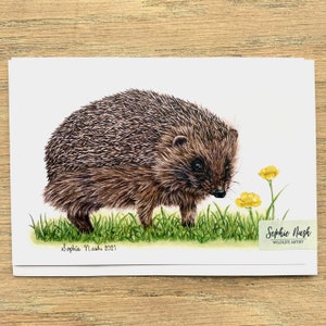 Carte de voeux hérisson par l'artiste animalière britannique Sophie Nash - carte hérisson - carte d'anniversaire