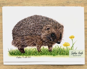 Hedgehog Greeting Card by British Wildlife Artist Sophie Nash - Hedgehog Card - Birthday Card