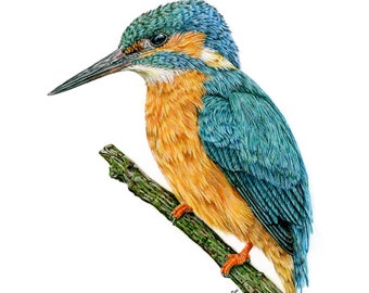Kingfisher Print by Young British Wildlife Artist Sophie Nash - Mounted Giclée Print of a Kingfisher - Bird Wall Art - Bird Print